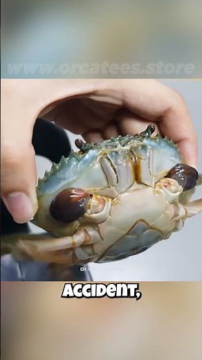 🦀 Crabs with Superpowers?! 🦀 They Can Regrow Lost Limbs!