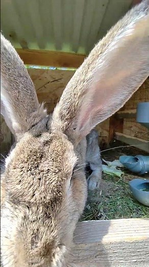 We didn't keep an eye on it for a bit and there was another replenishment, this time 10 pieces