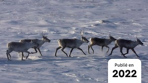 Les Cris partageront à nouveau le caribou migrateur avec les Innus