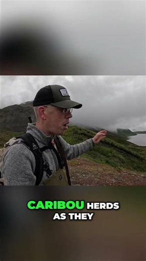 Caribou Migration and Ancient Hunting Techniques #shorts
