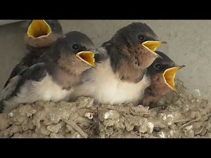 今にも飛び立ちそうな、かわいい燕のひな鳥。体毛もしっかり生えて時折羽根を伸ばしています。撮影していると親鳥が心配そうに見守っているときも。 撮影２日後に巣立っていきました。