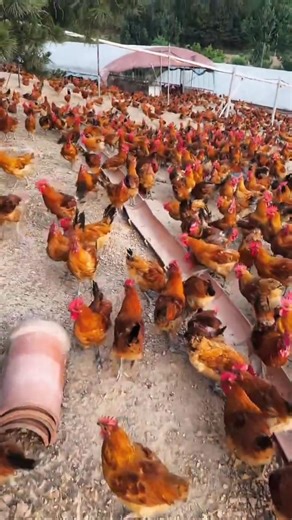 A Day in Modern Chicken Farm Management 🐔🌾#FarmFarming #ChickenFarmManagement #freerangefarming