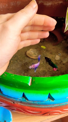 Betta fish in mini pond ! | Biotope aquarium | DIY planted fish tank design! #aquariumlovers