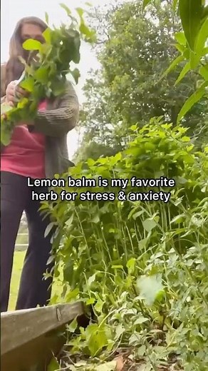 How to Make Lemon Balm Tincture #lemonbalm 🍋🌱