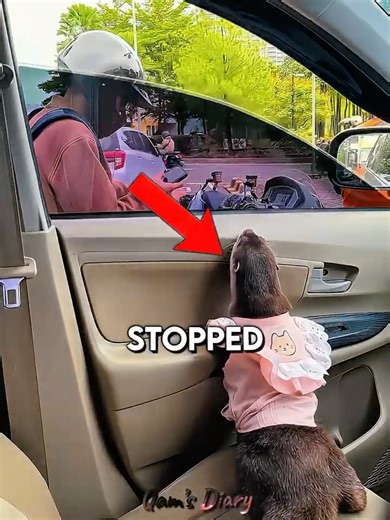 Boy Made Otter Smile😀 #shorts