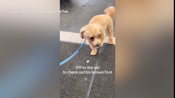 Owner Takes Maltipoo To Vet With ‘Broken Leg’—Then Discovers the Truth