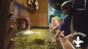 Did you know St. Louis is home to the Nation's MOST Interactive Aquarium? Swim on in today to SEA for yourself! | St. Louis Aquarium at Union Station