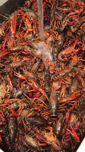 Guess who’s back? 👀🦞 LIVE CRAWFISH! Currently availabile at our Orange County, CA & Texas locations — and only while supplies last. 📞 Call ahead for availability. | The Boiling Crab