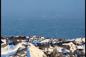 Polar bears are in trouble. We talk with an expert about the majestic animal's biggest threat. | The Weather Channel