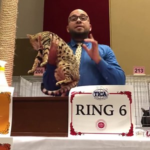 Check out the incredible feline footage from recent TICA shows and find your next cat at the link below! https://bit.ly/36BBYHz | TICA - The International Cat Association, Inc.