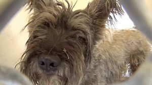 4.3K views · 207 reactions | 07/20/2017 SAVE a LIFE!! ❤️ Please...