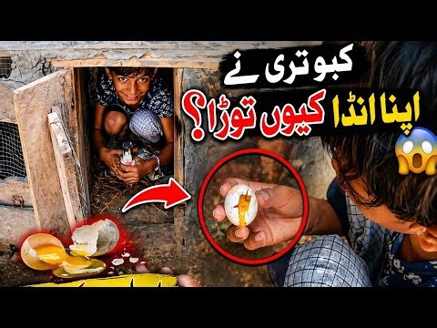 👉 Why Did My Pigeon Break Its Egg? 😱 Real Reason Revealed!