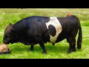 Meet the Mini Moo: The Smallest Cattle Breed You've Ever Seen!