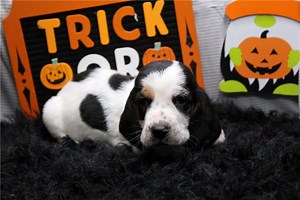 Roger - Basset Hound Puppy 69F8F6