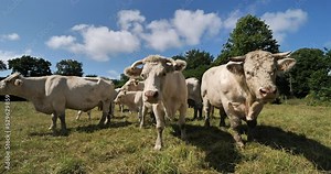 Bull Charolais cattle. The Charolais is the second-most numerous cattle breed in France.