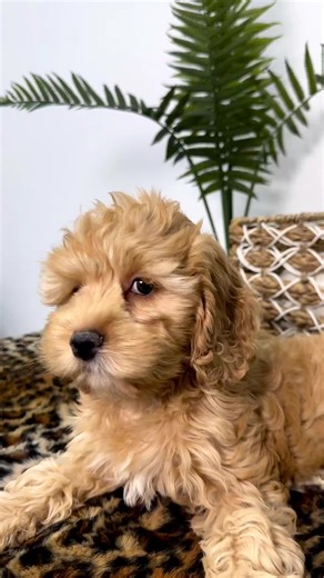 Leanne the Cockapoo is ready to find her Fur-ever home 🏡💓 #cockapoo #miamicockapoos #cockapoolove #miamipuppies #cockapoolovers