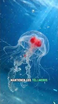 THE CREATURE THAT HACKS DEATH | HXM Labs #science #immortaljellyfish #australia #biology #hxmlabs