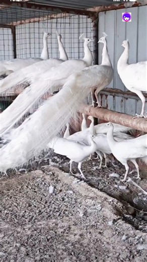 Albino or Leucistic? The Truth About White Peacocks! 🦚 #peacock