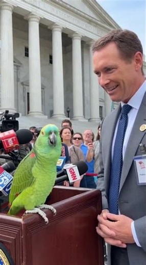 When the parrot talks and everyone forgets to breathe from la#youtubeshorts #parrot #talkingparrot