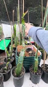 The Future of Dragon Fruit: 2026 New Hybrid Update