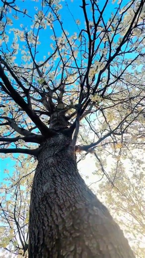Mastering Mobile Phone Tree Photography: Secrets Unveiled