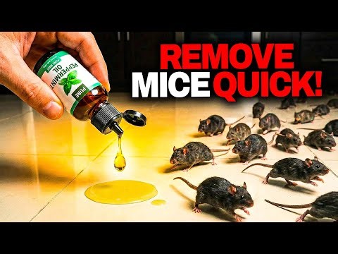 Natural Ways To Get Rid Of Mice Permanently