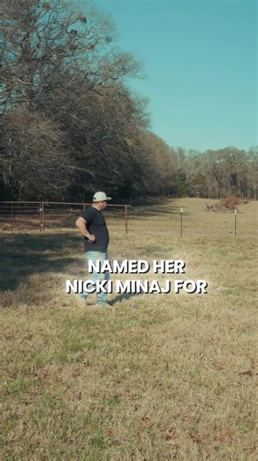 Cattle genetics in East Texas. Follow for more ranch life and advice. 📸 More social media: tiktok.com/@standard.brangus instagram.com/standardbrangus YouTube.com/@StandardBrangusGenetics 🐄🐄🐄 #brangus #cattle #beef #cattleranch #cowboy