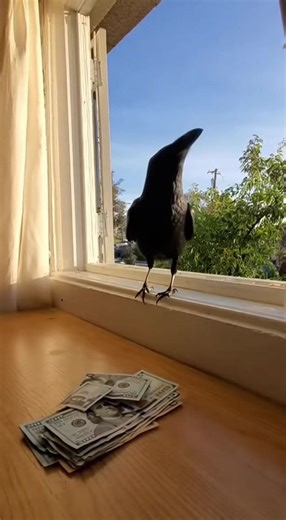 Crow Brings $100 Bills to Her Owner 😳🐦💵 | Smartest Bird Ever Filmed on an iPhone in Los Angeles — a man’s pet crow flies home with a $100 bill in her beak! 😱💵 She drops it proudly on the table, joining a growing pile of cash, as her owner says, “Good girl, my smart one.” Real, heartwarming, and unbelievable — proof that crows might just be the smartest birds on Earth 🖤✨ #Crow #SmartAnimals #ViralVideo #Wholesome #CaughtOnCamera #LosAngeles #fblifestyle #AI . . . (For entertainment purposes