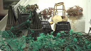 A dead sperm whale that washed ashore in Hawaii had nets and plastic debris in its stomach