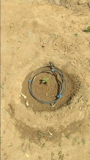 Subsurface Drip Irrigation System #shorts