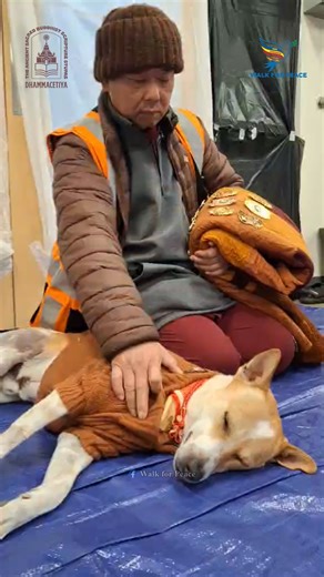 🐾 A very touching moment of care on our journey today! While Aloka was taking a peaceful nap, Nghia spent some time giving him a gentle massage on his body and his leg. Nghia has been the dedicated driver of our big RV since Day 1 of the Walk for Peace. It was wonderful to see such a caring gesture; Aloka truly enjoyed the extra attention and comfort while he rested. These acts of kindness from the team help him so much with his recovery as we continue our path alongside the venerable monks. We