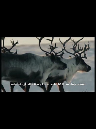 245,000 Caribou Storm the Arctic in 2025’s BIGGEST Herd Ever! 🦌❄️ #PorcupineCaribou