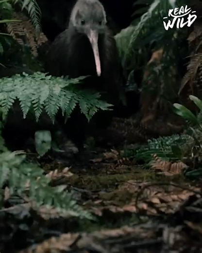89K views · 2K reactions | The Kiwi is a bird that has thrown out the rulebook of bird biology. It doesn't fly, lives in the dark, and resembles a mammal more than anything bird-like. But how did a flightless bird find itself on islands in the middle of the ocean? | Real Wild | Facebook