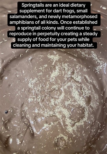 Springtails: Ideal Food for Your Amphibians