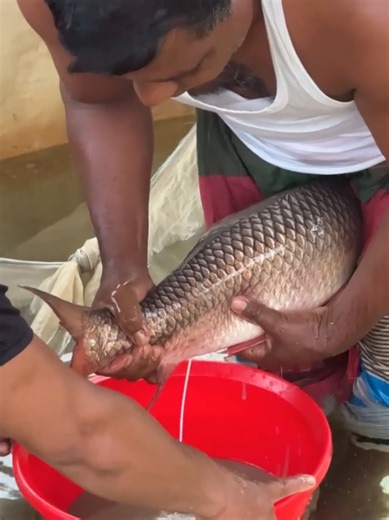 Rohi Fish Breeding Techniques and Tips