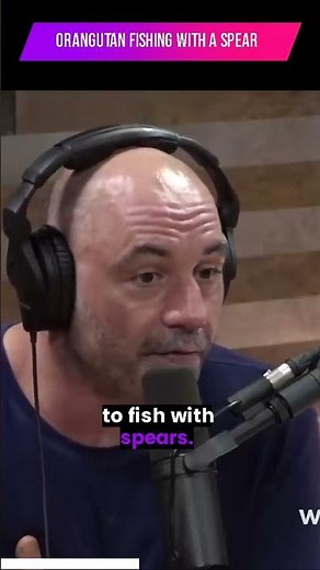 orangutan fishing with a spear