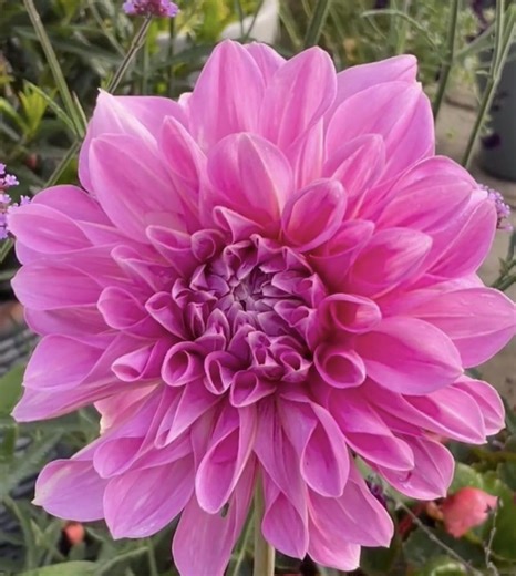 2 Lavender Perfection Dahlia Tuber Clumps | Large Soft Pink Dinnerplate Dahlias | Cut Flower Garden Favorite | Easy to Grow & Pollinator - Etsy