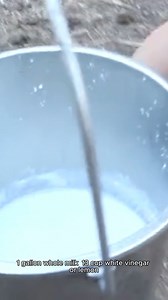 ricotta cheese recipe