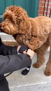These dog boots: Easy to put on and actually stay on  Protect your pup's paws from snow, salt, and mud! | Canada Pooch | Facebook