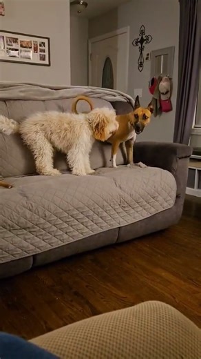 18 reactions | Warning: watching Jack play may cause uncontrollable smiling.  | Toby's Dream Dog Rescue | Facebook