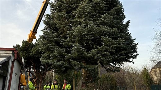 FOTO: Frenštát už má svůj vánoční strom. Smrk stojí tradičně na náměstí Míru