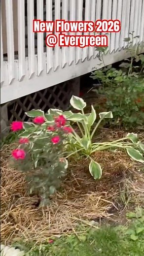 Bringing New Life and Color to Evergreen Assisted Living Home! 🌸🌿