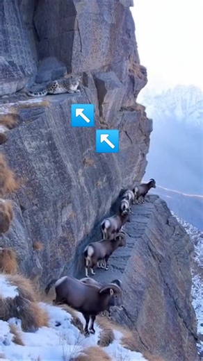 Snow leopard launches a silent ambush on a blue sheep herd along razor-sharp mountain cliffs 🐆🐏⛰️