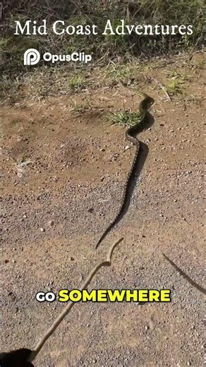 Save the Python