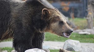 Video shows grizzly running for its life in Yellowstone. See what it was fleeing from