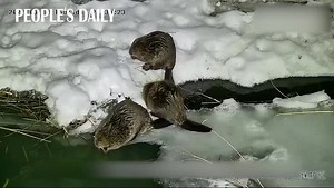 What a rare scene! A family of bsix Sino-Mongolia beavers was spotted foraging together by the icy river in NW China. | People's Daily, China