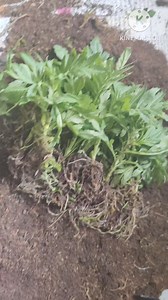 68K views · 3.4K reactions | " Want to bring bursts of vibrant color into your home? Check out this step-by-step guide on growing Hybrid Marigold (SAIPATRI) flowers!  Easy, bushy, and stunning, these compact plants will fill your space with beauty. #HybridMarigold #GardeningTips #IndoorGardening #DIY #FlowerPower" | HAMRO Phulbari | Facebook