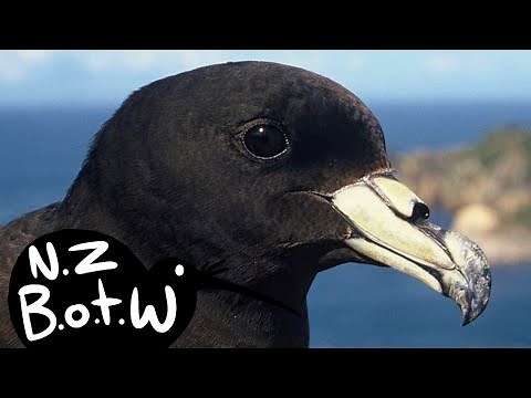 Black petrel - New Zealand Bird of the Week