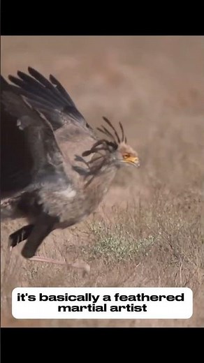 This Bird Kicks Snakes to Death 😳#shorts #animals #wildlife