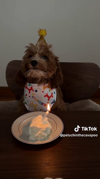 Celebrating Baby Boy's First Birthday with Adorable Cavapoo Puppy